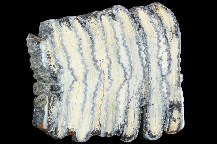 Polished Mammoth Molar Section - South Carolina #125550
